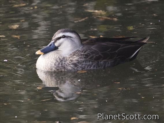 Eastern Spot-billed Duck (Anas zonorhyncha)