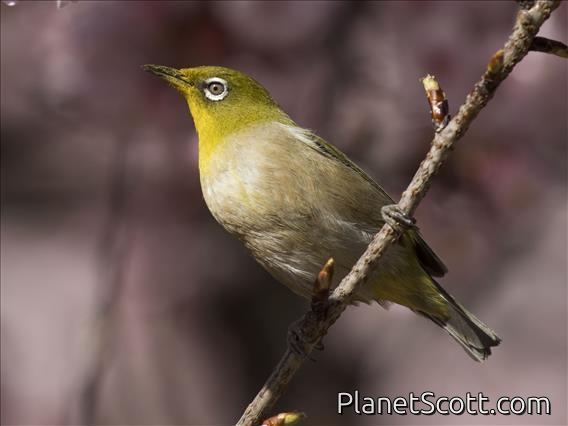 Warbling White-eye (Zosterops japonicus)
