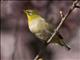 Warbling White-eye (Zosterops japonicus)
