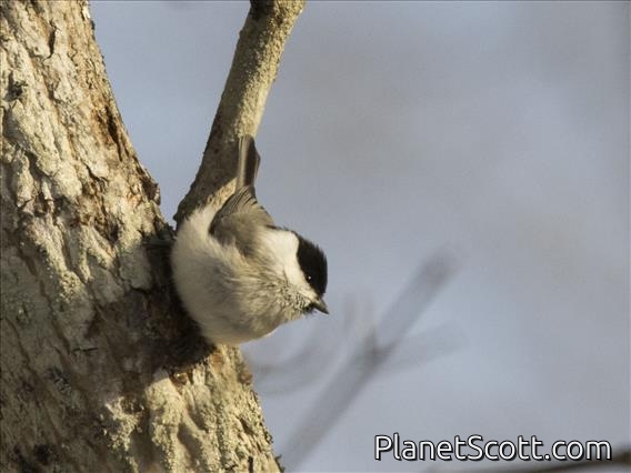 Marsh Tit (Poecile palustris)