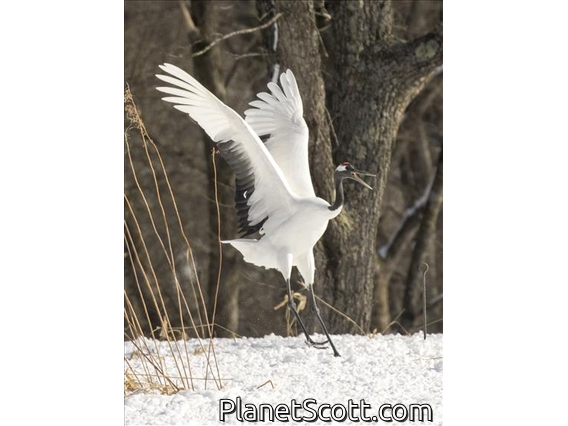 Red-crowned Crane (Grus japonensis)