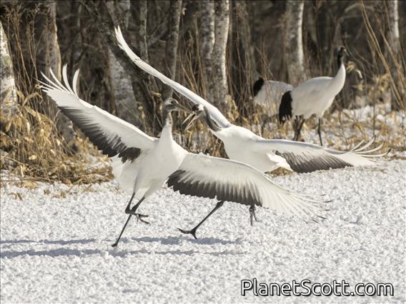 Red-crowned Crane (Grus japonensis)
