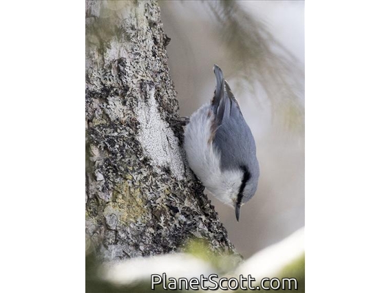 Eurasian Nuthatch (Sitta europaea)
