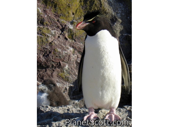 Rockhopper Penguins, Isla Pinguino