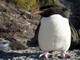Rockhopper Penguins, Isla Pinguino