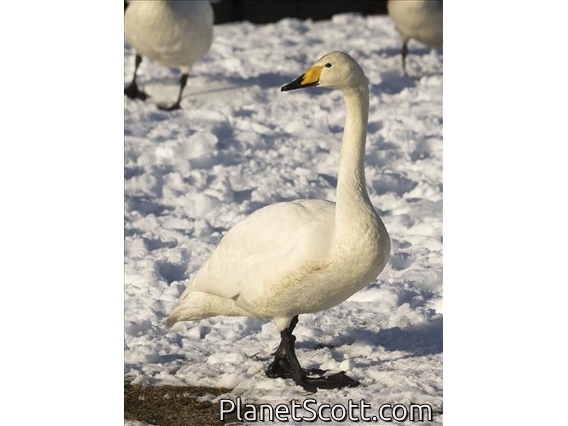 Whooper Swan (Cygnus cygnus)