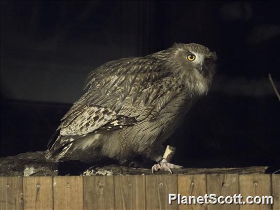 Blakiston's Fish-Owl (Ketupa blakistoni)