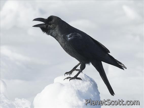 Large-billed Crow (Corvus macrorhynchos)