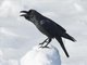 Large-billed Crow (Corvus macrorhynchos)