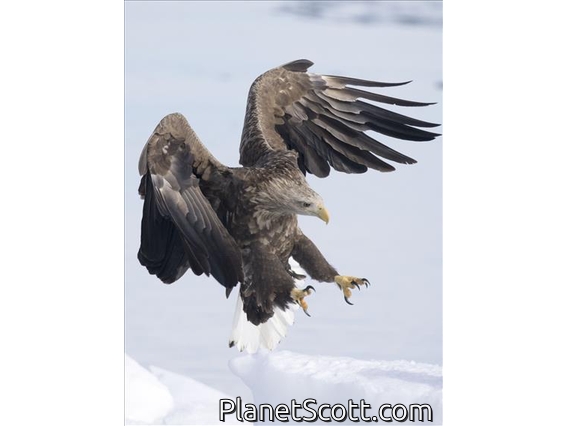White-tailed Eagle (Haliaeetus albicilla)