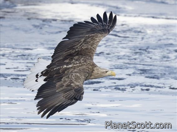 White-tailed Eagle (Haliaeetus albicilla)