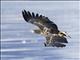 Stellers Sea-Eagle (Haliaeetus pelagicus) - Immature
