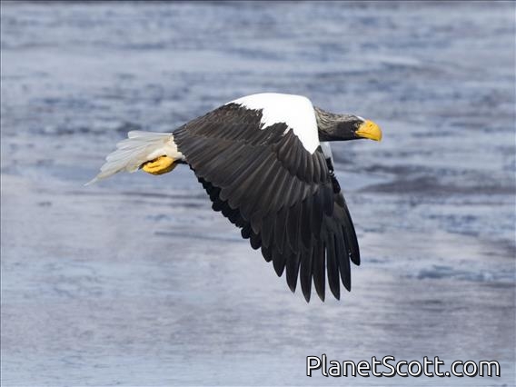 Steller's Sea-Eagle (Haliaeetus pelagicus)