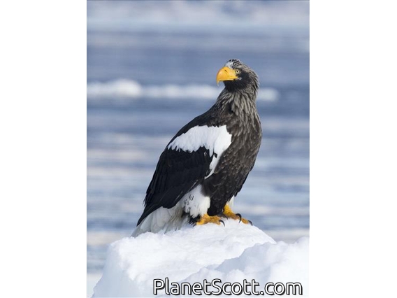 Steller's Sea-Eagle (Haliaeetus pelagicus)