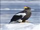 Stellers Sea-Eagle (Haliaeetus pelagicus)