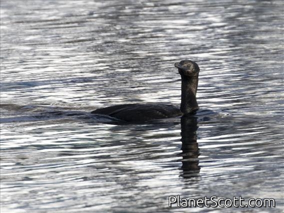 Pelagic Cormorant (Urile pelagicus)