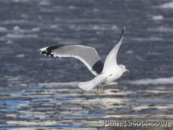 Common Gull (Larus canus)