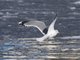 Common Gull (Larus canus)