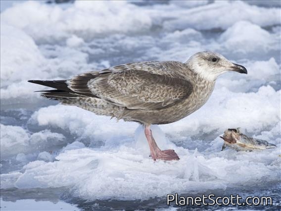Slaty-backed Gull (Larus schistisagus) - 1st Winter
