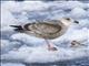 Slaty-backed Gull (Larus schistisagus) - 1st Winter