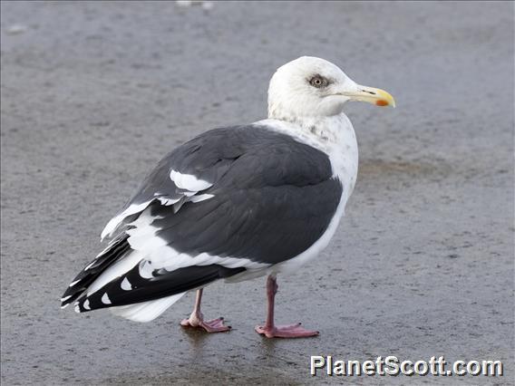 Slaty-backed Gull (Larus schistisagus)