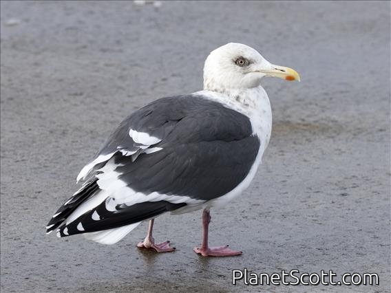 Slaty-backed Gull (Larus schistisagus)
