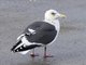 Slaty-backed Gull (Larus schistisagus)