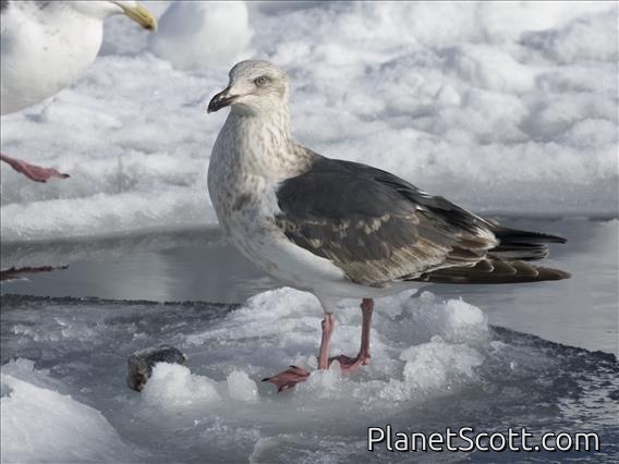 Slaty-backed Gull (Larus schistisagus) - 3rd Winter