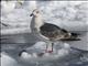 Slaty-backed Gull (Larus schistisagus) - 3rd Winter