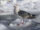Slaty-backed Gull (Larus schistisagus) - 3rd Winter