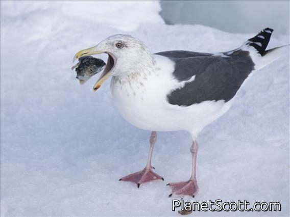 Slaty-backed Gull (Larus schistisagus)