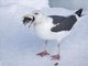 Slaty-backed Gull (Larus schistisagus)