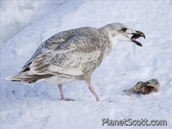 Glaucous-winged Gull (Larus glaucescens) - 1st Winter