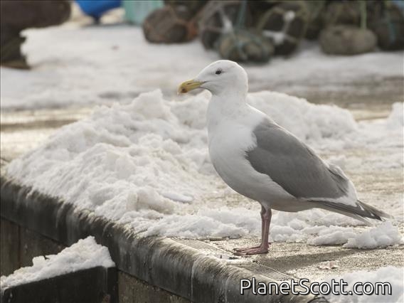 Glaucous-winged Gull (Larus glaucescens)