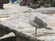 Glaucous-winged Gull (Larus glaucescens)