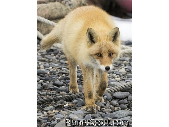Red Fox (Vulpes vulpes)