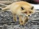 Red Fox (Vulpes vulpes)