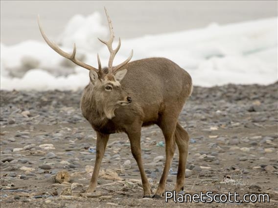 Sika Deer (Cervus nippon)