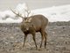 Sika Deer (Cervus nippon)