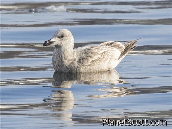 Vega Gull (Larus vegae) - 1st Winter