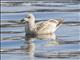 Herring Gull (Larus argentatus) - Vega, 1st Winter