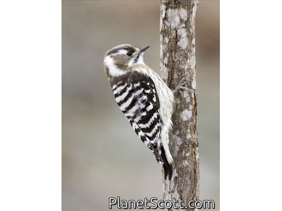 Japanese Pygmy Woodpecker (Yungipicus kizuki)