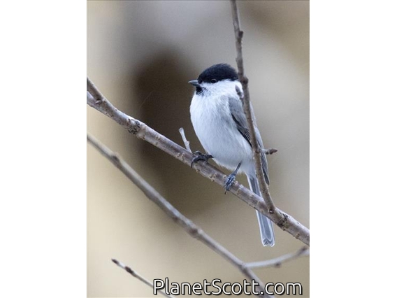 Marsh Tit (Poecile palustris)