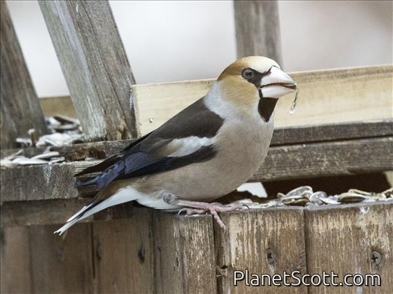 Hawfinch (Coccothraustes coccothraustes)