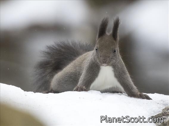 Eurasian Red Squirrel (Sciurus vulgaris)