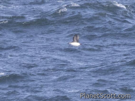 Common Murre (Uria aalge)