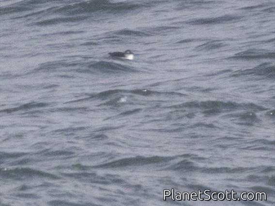 Spectacled Guillemot (Cepphus carbo)