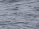 Spectacled Guillemot (Cepphus carbo)