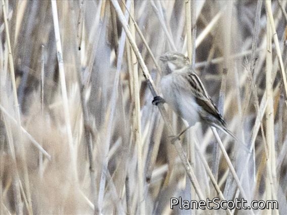 Reed Bunting (Emberiza schoeniclus)