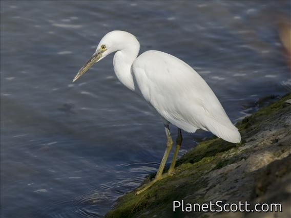 Pacific Reef-Heron (Egretta sacra) - White Morph